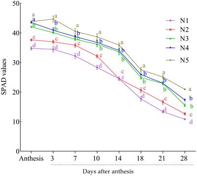Widely untargeted metabolomic profiling unearths metabolites and pathways involved in leaf senescence and N remobilization in spring-cultivated wheat under different N regimes